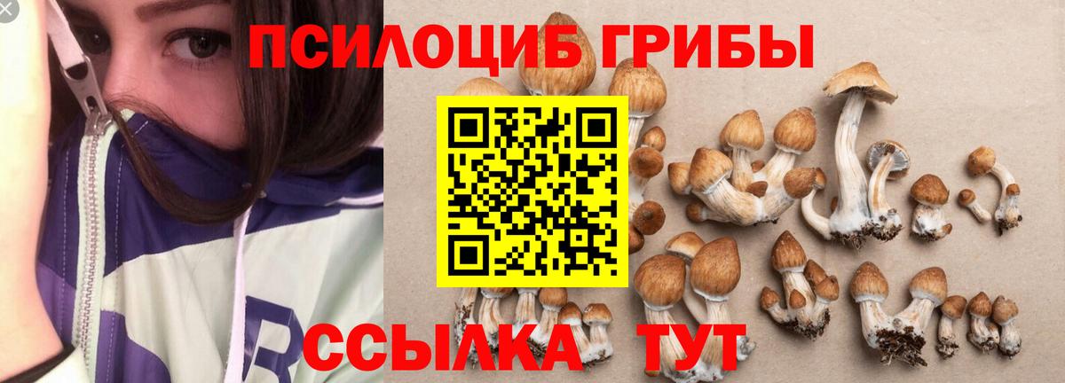 Вязьма  Псилоцибиновые грибы Cubensis  Вход с VPN 